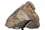 Fossil Theropod Vertebra Section w/ Metal Stand - Colorado #354299-2